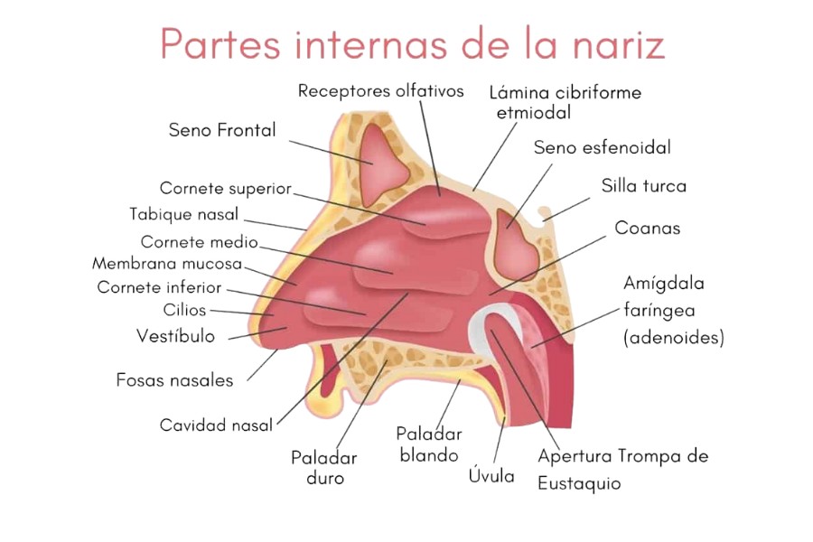 Sección sagital de la nariz y anexos.