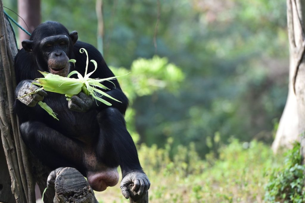 Chimpancé comiendo.